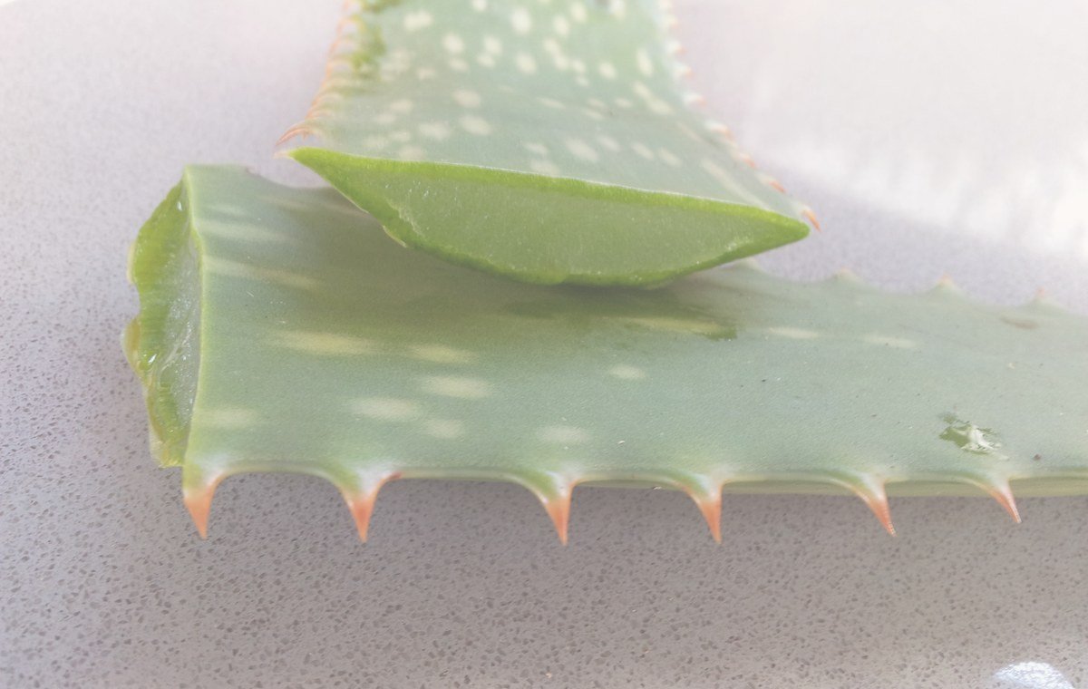 Aloe vera leaf and gel