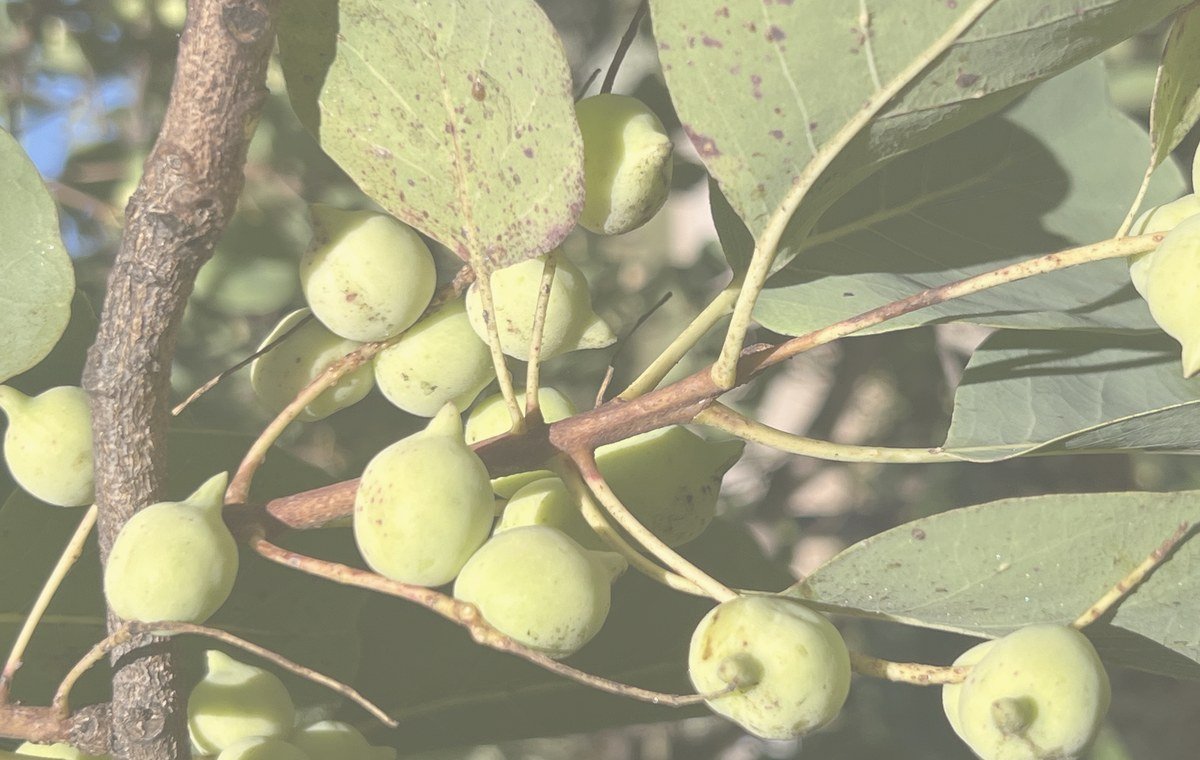 Kakadu plum fruit