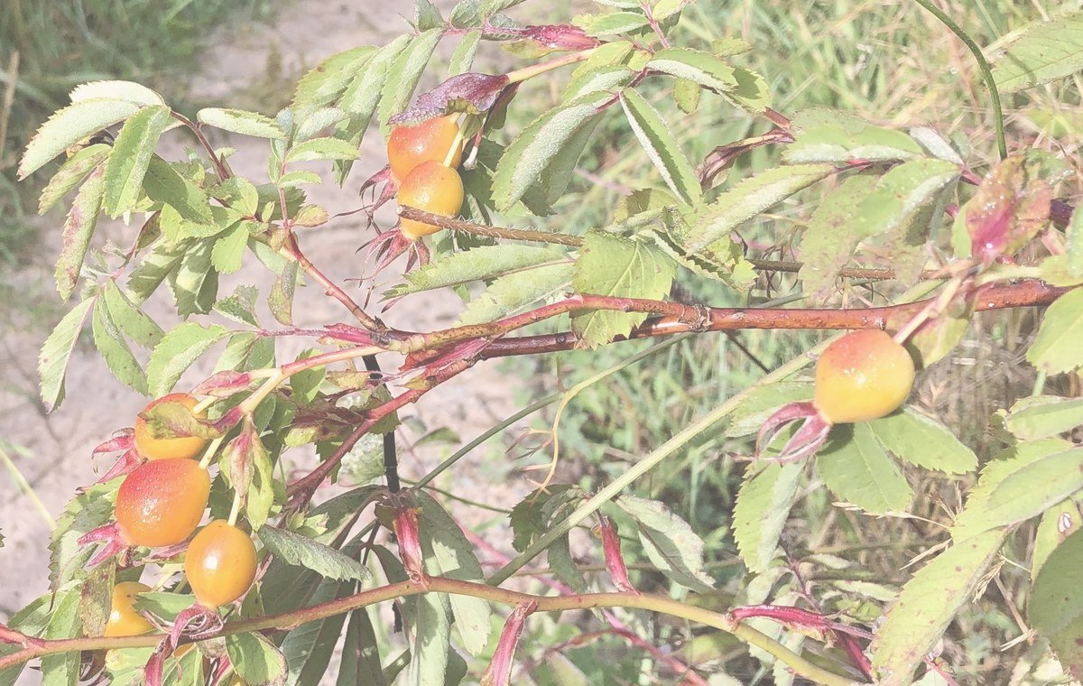 Skin Suga Rosehip Oil