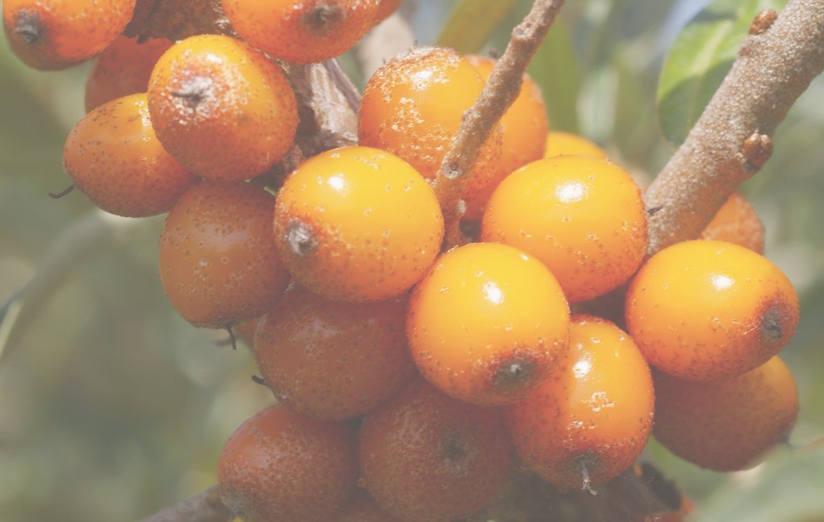 Sea buckthorn berries